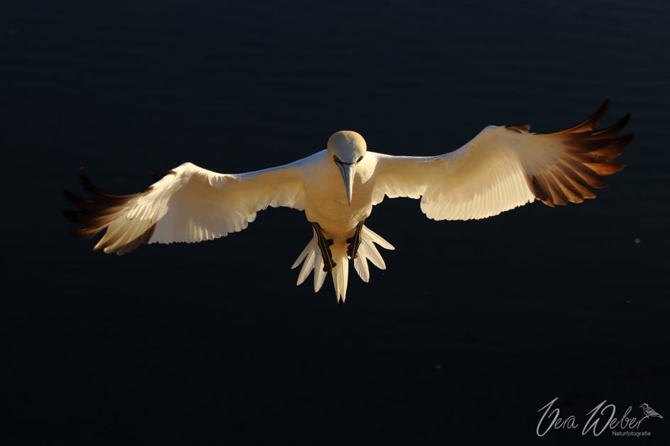 Helgoland, Basstölpel, Natur Naturfotografie, Basstölpel im Flug