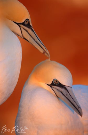 Basstölpel Helgoland
