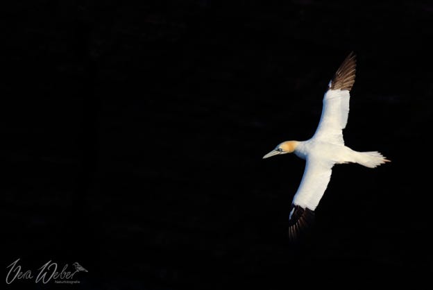 Basstölpel Helgoland, Natur , Vogel im Flug, Naturfotografie, Vera Weber