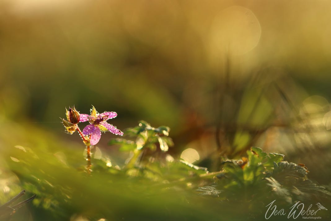 Naturfotografie Vera Weber, Dormagen, Blüte mit Tau, lila Blüte
