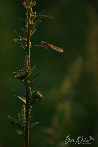 Libelle Deutschland