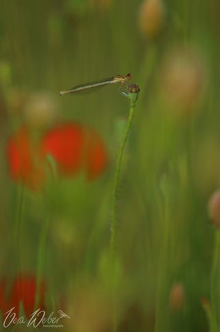 Libelle Deutschland