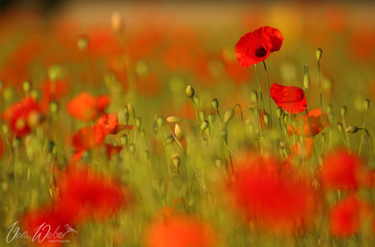 Mohn Mohnblumen Mohnfeld Deutschland NRW