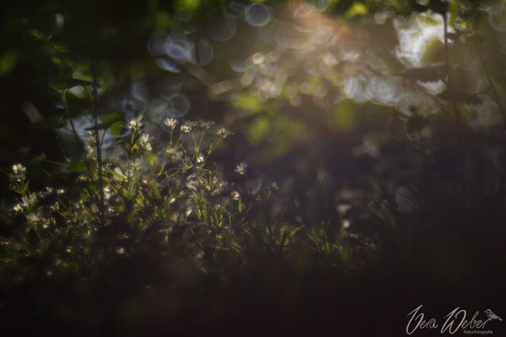 Dormagen, Wald, weiße Blume