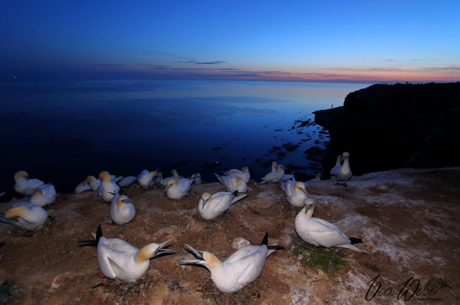 Basstölpel, Helgoland, Vera Weber, weiß, Natur, Vogel,