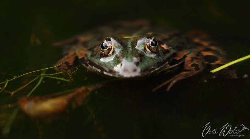 Frosch Deutschland