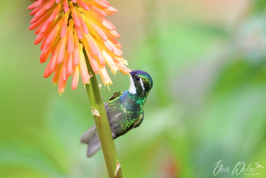 Kolibri, Costa Rica