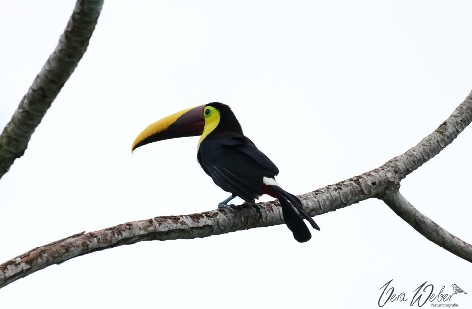 Tukan, Costa Rica,Uvita