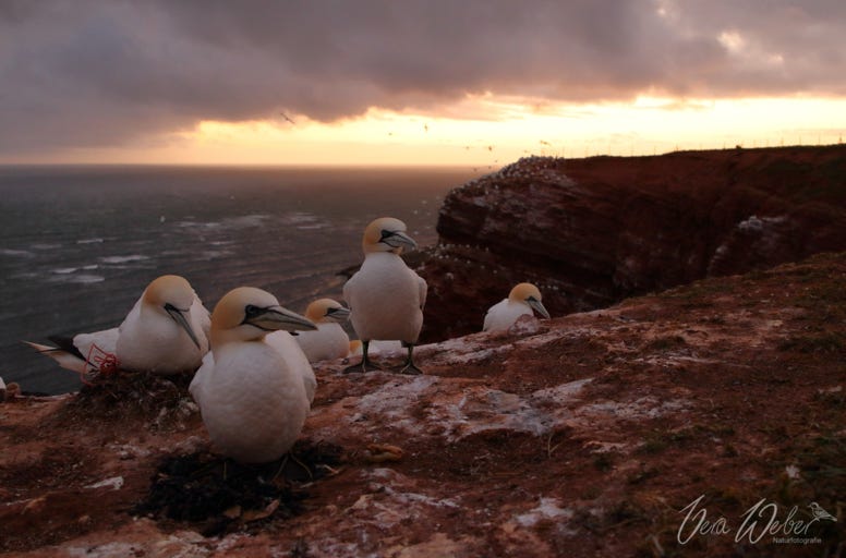 Basstölpel, Helgoland