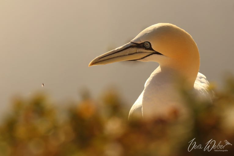 Basstölpel, Helgoland
