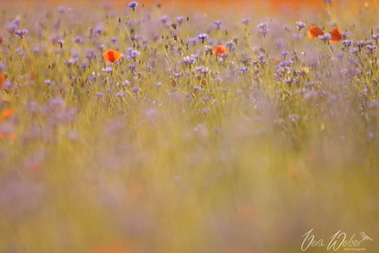 Kornblumen Kornblumenfeld, Deutschland, NRW