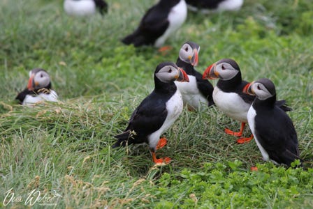 Papageitaucher, Puffin, Island