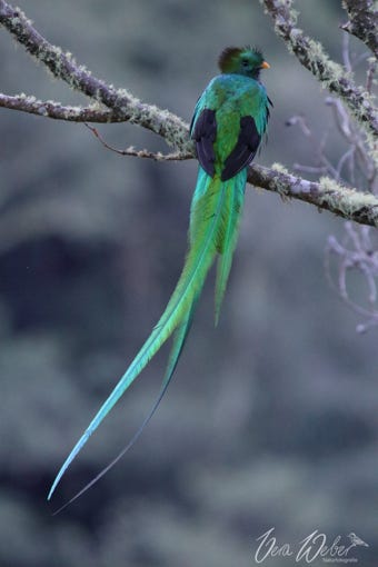 Quetzal, Costa Rica