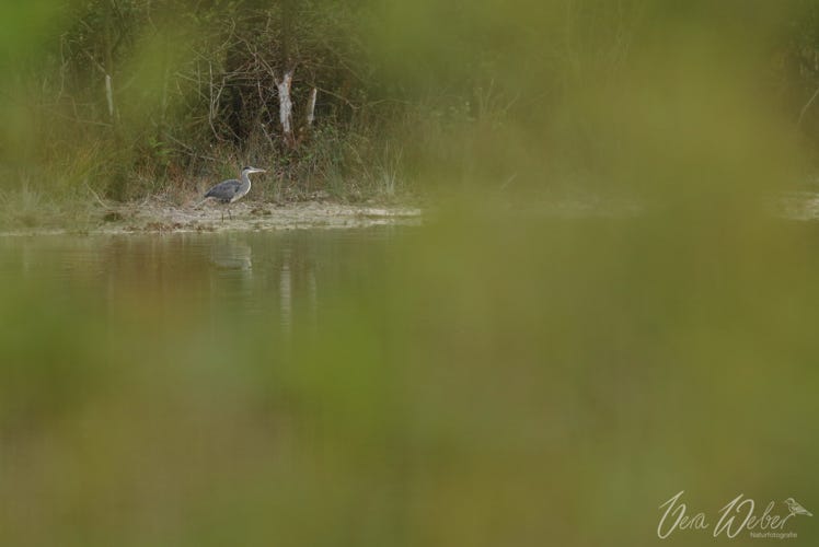 Reiher Wahner Heide