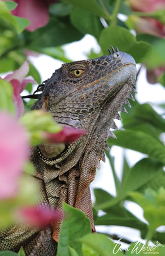 Grüner Leguan, Green Iguana, Costa Rica, Tortuguero