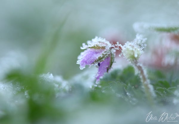 Dormagen, Deutschland, Frost