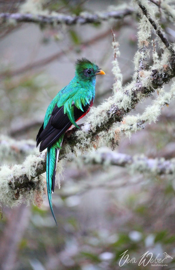 Quetzal, Costa Rica