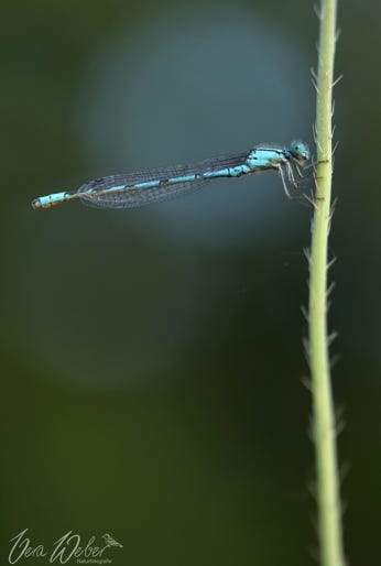 blaue Libelle Deutschland