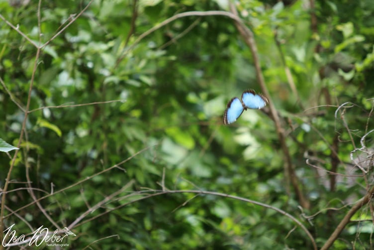 Blue Morpho, Costa Rica