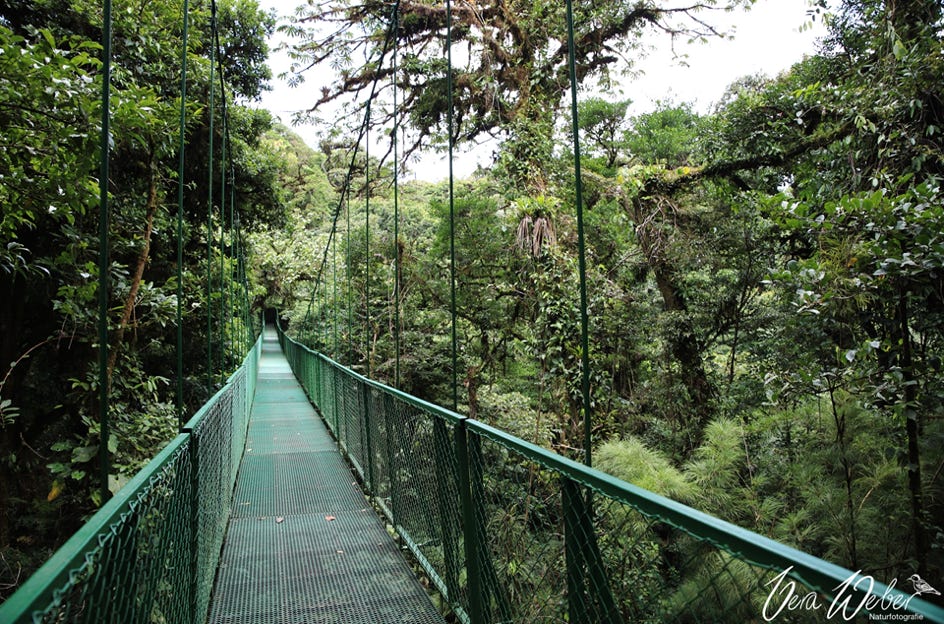 Costa Rica, Regenwald