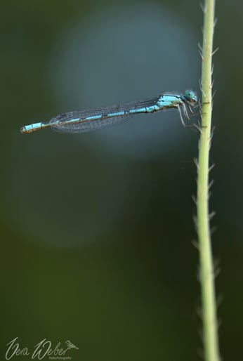 blaue Libelle Deutschland