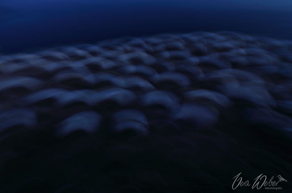 Basstölpel Helgoland, Vera Weber, naturfoto, Naturfotografie