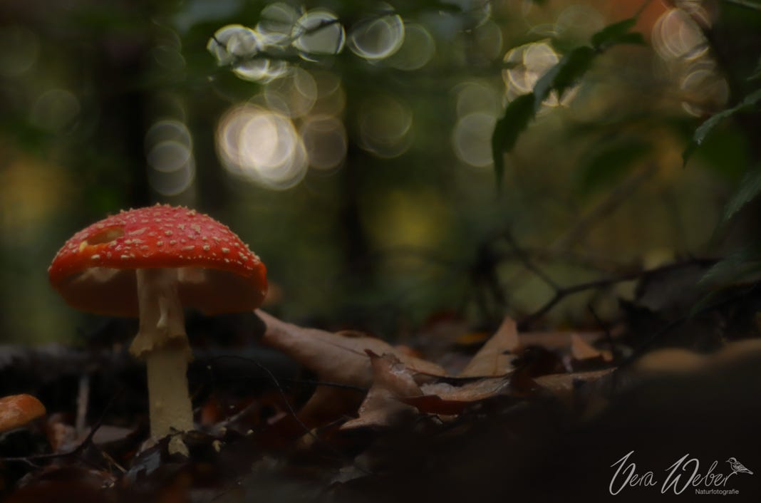 Fliegenpilz, Wald Dormagen