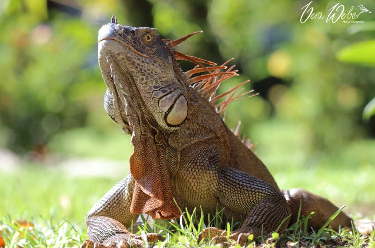 Grüner legua, Green Iguana, Costa Rica, Tortuguero