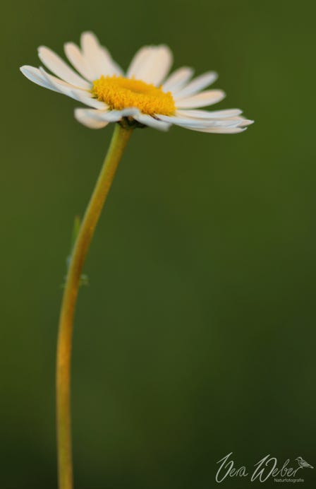 Margerite, Dormagen, Blume