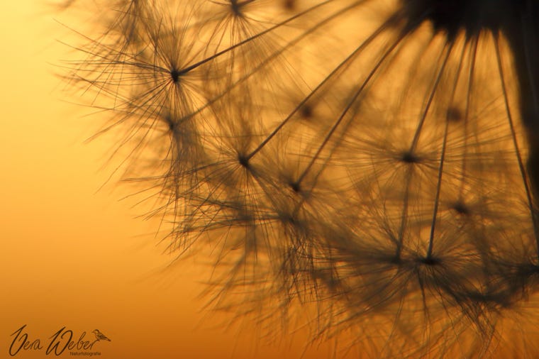 Pusteblume, Dormagen, Sonnenuntergang