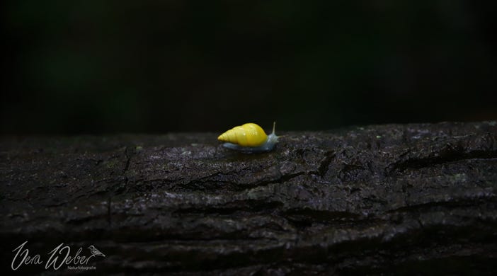 gelbe Schnecke, Costa Rica