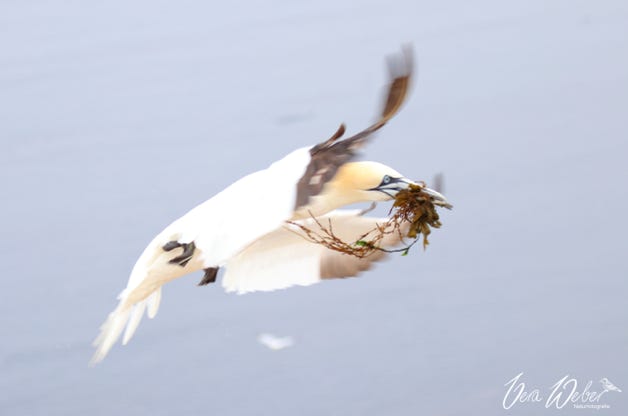 Basstölpel im Flug, Helgoland