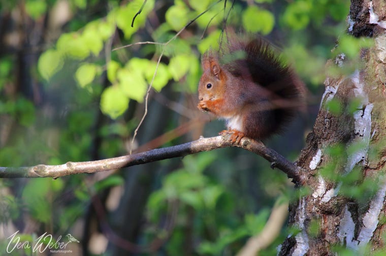 Eichhörnchen