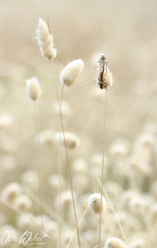 Insekten Hochzeit, Frankreich