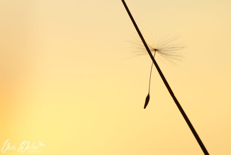 Pusteblume Samen, Dormagen