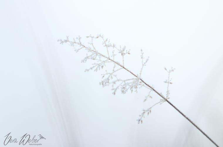 Gras, Eis, Frost, Dormagen