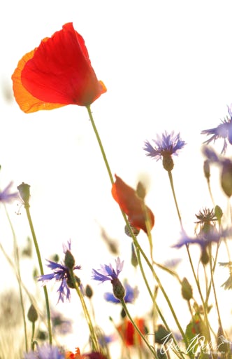 Mohn Kornblumen Deutschland NRW