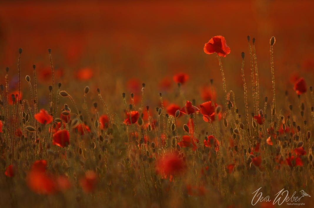 Mohnblumen Mohnfeld Deutschland, NRW