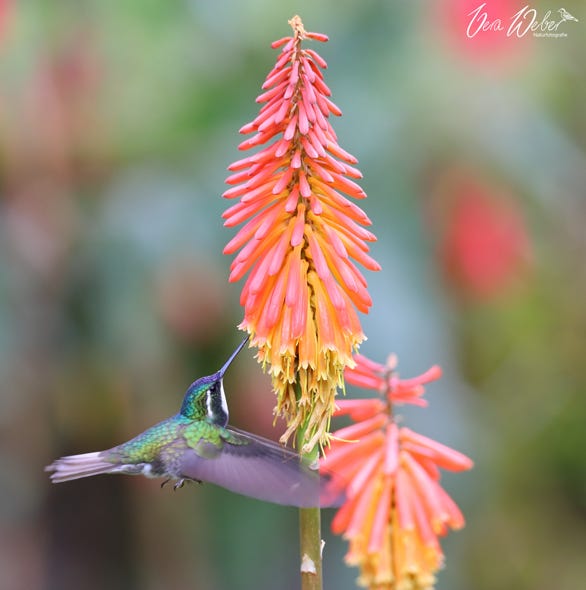 Kolibri, Costa Rica, San Gerardo de Dota