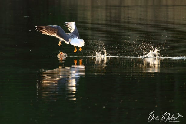Möve, Möwe, Dormagen