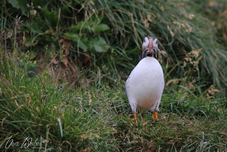 Island, Papageitaucher, Puffin