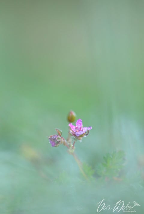 pinke Blüte, lila Blüte, Frost Dormagen, Tau, NRW