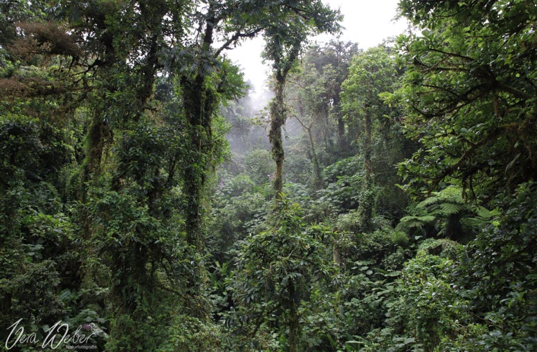 Regenwald, Costa Rica