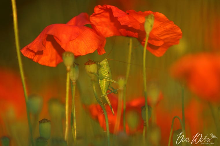 Mohn, Grashüpfer, Heupferd, Deutschland