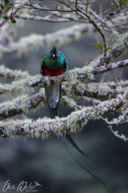 Quetzal, Costa Rica