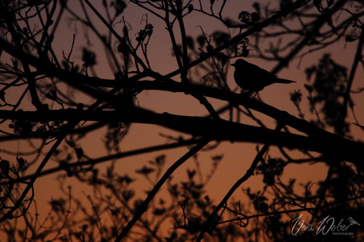 Amsel