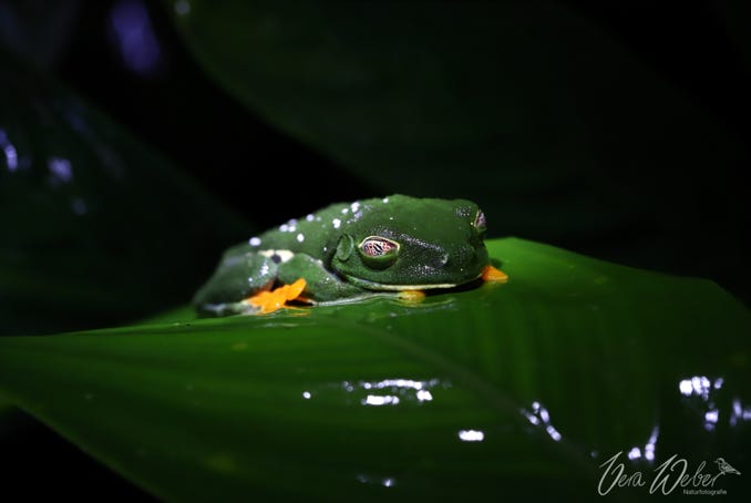 Rotaugenfrosch, Costa Rica