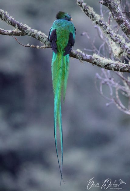 Quetzal, Costa Rica, Vera Weber, Natur Fotografie