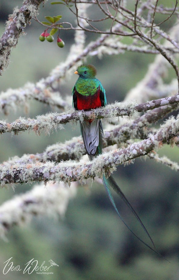 Quetzal, Costa Rica, San Gerardo de Dota
