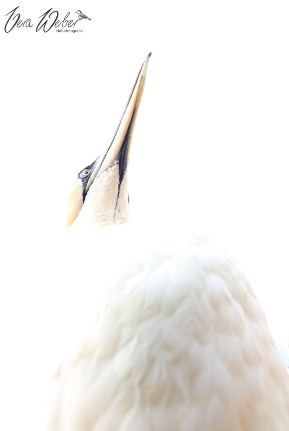 Basstölpel Helgoland, Naturfotografie Vera Weber